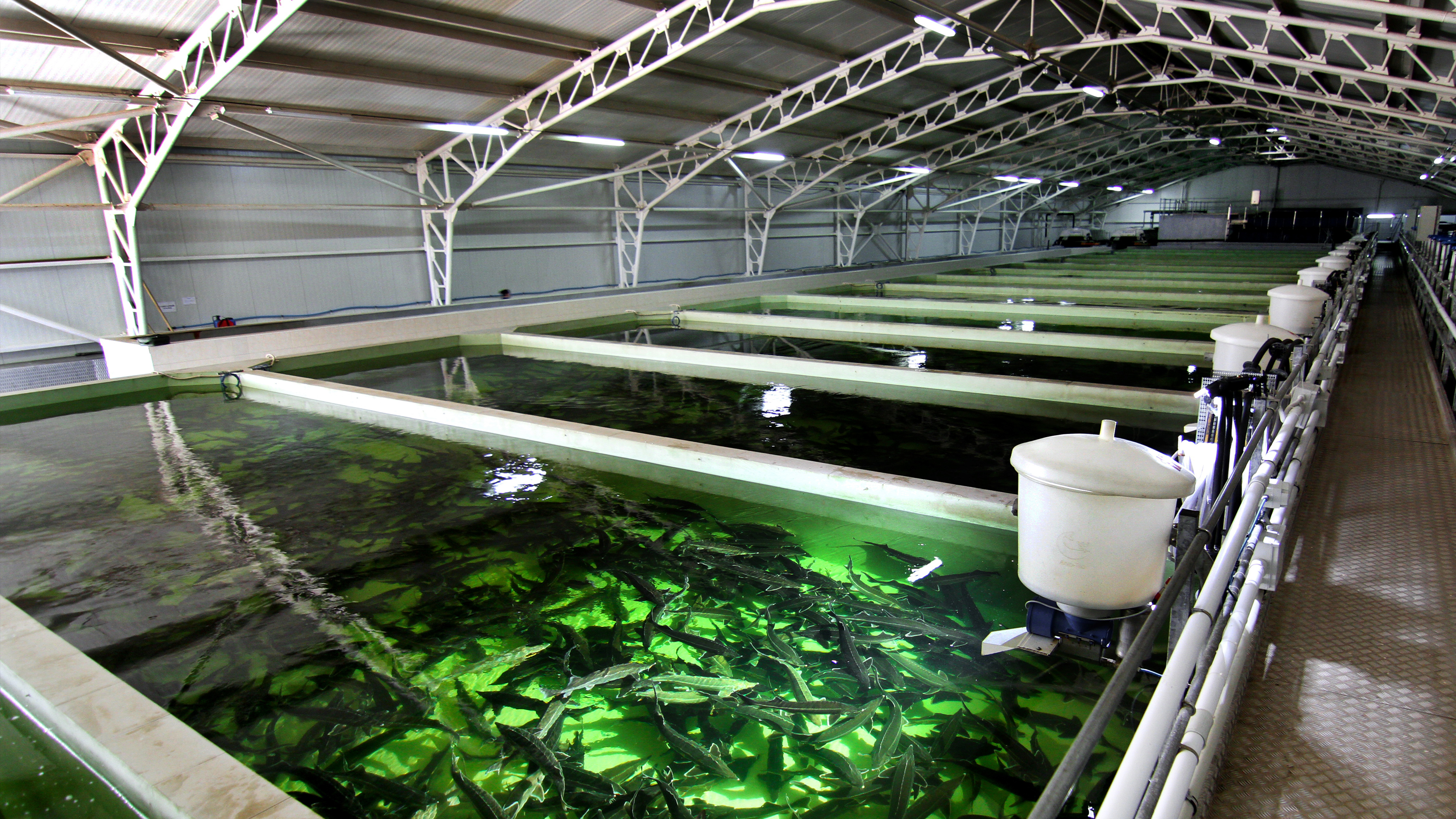 Capteur d'oxygène - DO - OxyGuard International A/S - pour l'aquaculture